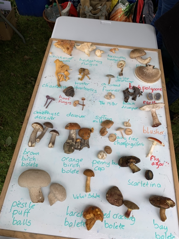 Wildwonders, jeb Savvaļas brīnumi Skotijā.